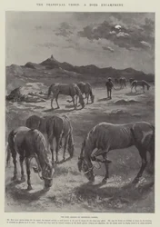 Transvaal-krisen, en boerlejr